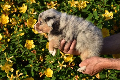 Mâle 2 - Bleu merle yeux particolores - Ubby