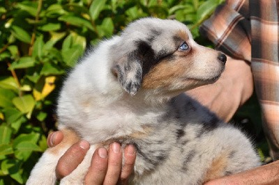 Femelle 2 - Bleu merle YB - Tennessee