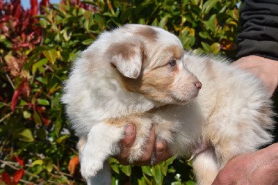 Mâle 4 - Rouge merle yeux bleus - Uryo Stark