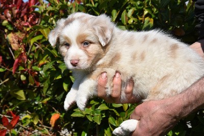 Mâle 4 - Rouge merle yeux bleus - Uryo Stark