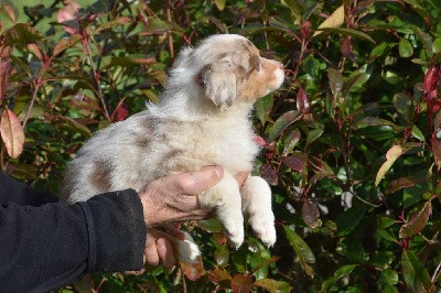 Femelle 3 - Rouge merle aux yeux vairons - Ulya