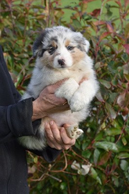 Femelle 1 - Bleu merle aux yeux noisettes - Unik