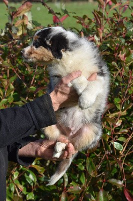 Mâle 1 - Bleu merle aux yeux vairons - Ulysse