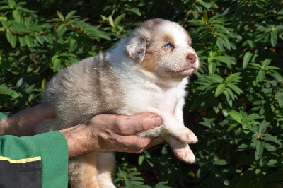 Femelle 2 - Rouge merle aux yeux bleus - Taylor