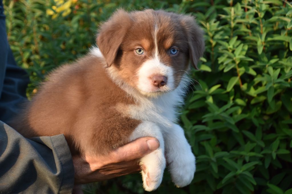 Elevage Du Domaine De Keravel Eleveur De Chiens Berger Australien