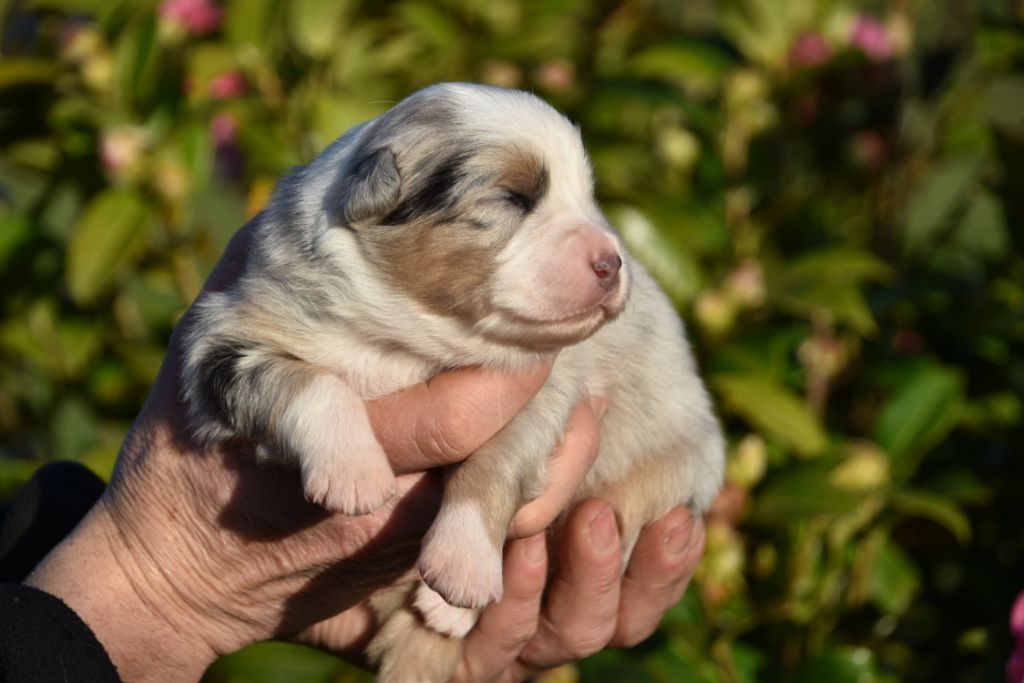 Du Domaine De Keravel - Berger Australien - Portée née le 24/01/2021