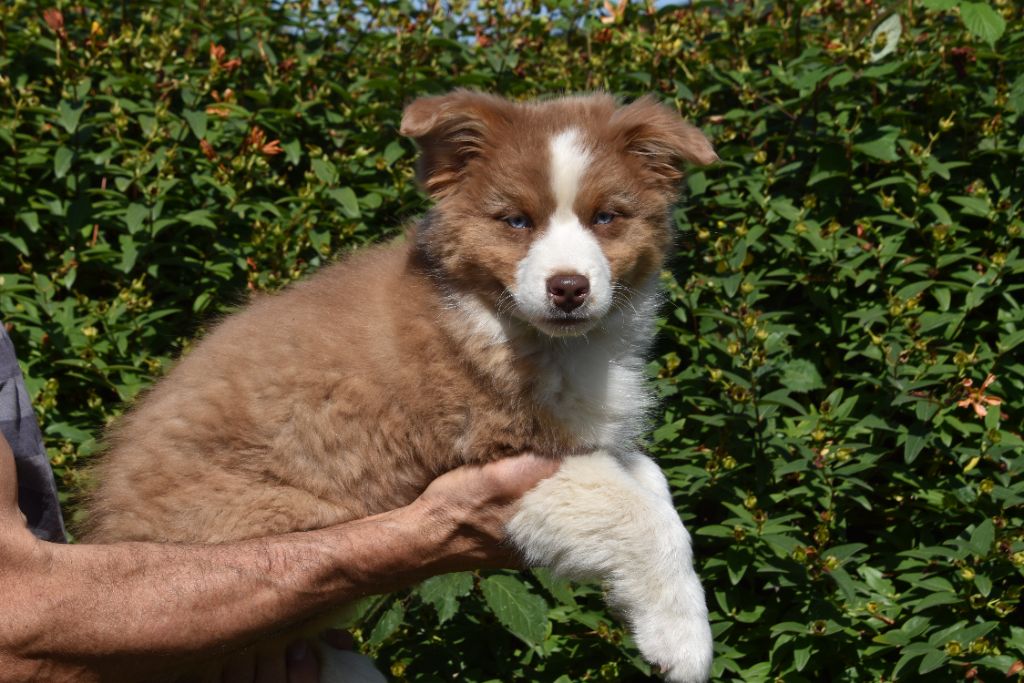 Du Domaine De Keravel - Chiots disponibles - Berger Australien