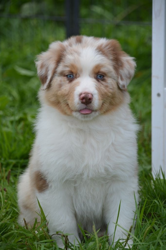 Du Domaine De Keravel - Berger Australien - Portée née le 14/07/2019