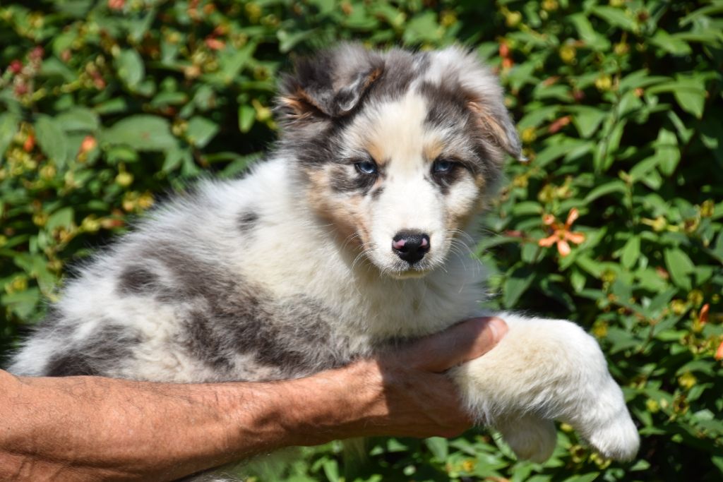 Du Domaine De Keravel - Chiots disponibles - Berger Australien