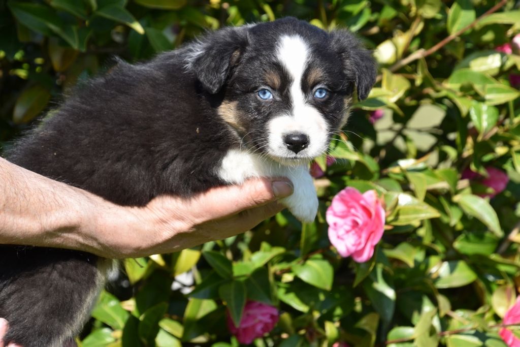 Du Domaine De Keravel - Berger Australien - Portée née le 07/03/2023