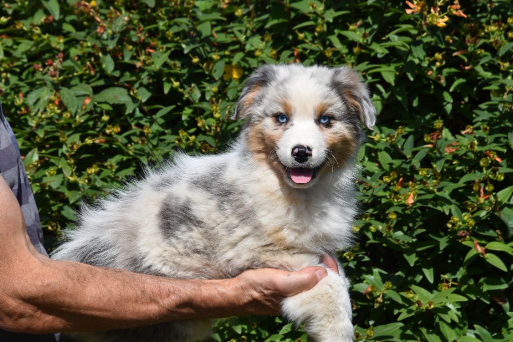 Du Domaine De Keravel - Chiots disponibles - Berger Australien